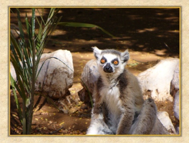 Alice Lemur - close-up